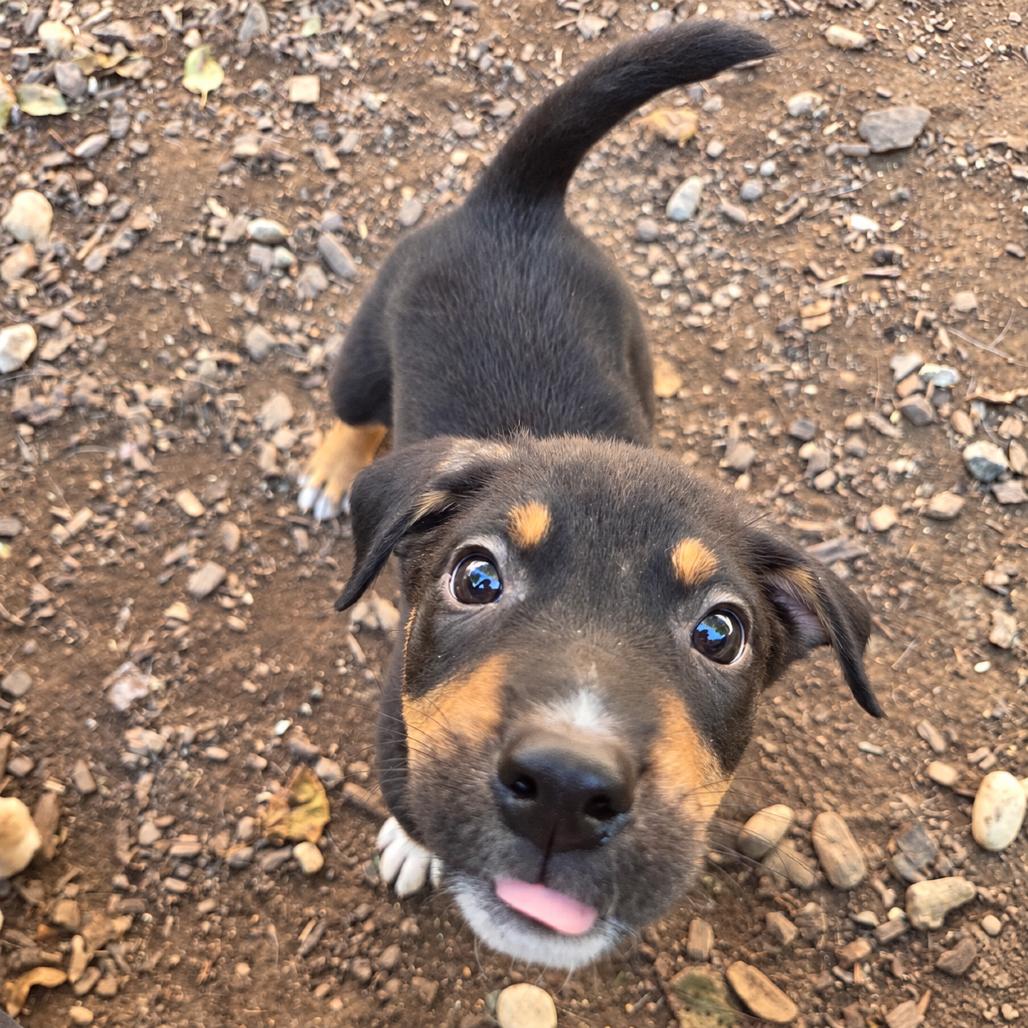 Burt, Adoptable, Puppy Male Australian Shepherd & Mixed Breed.