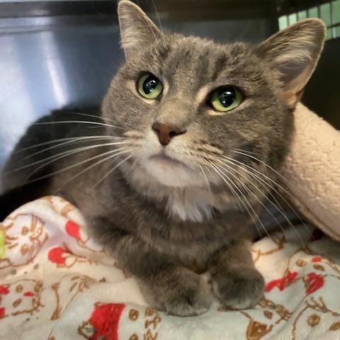 Cashmere, a Adoptable Domestic Short Hair in Dayton, OH image 1/2