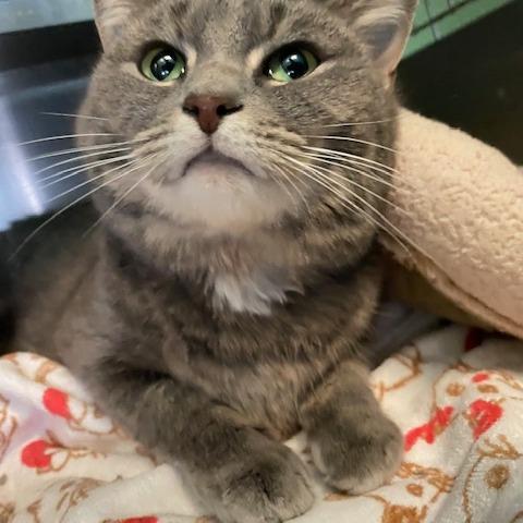 Cashmere, a Adoptable Domestic Short Hair in Dayton, OH image 2/2