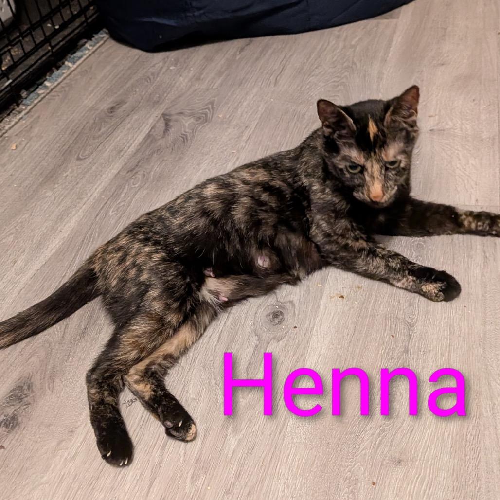 Henna 2025, Adoptable, Adult Female Domestic Short Hair.