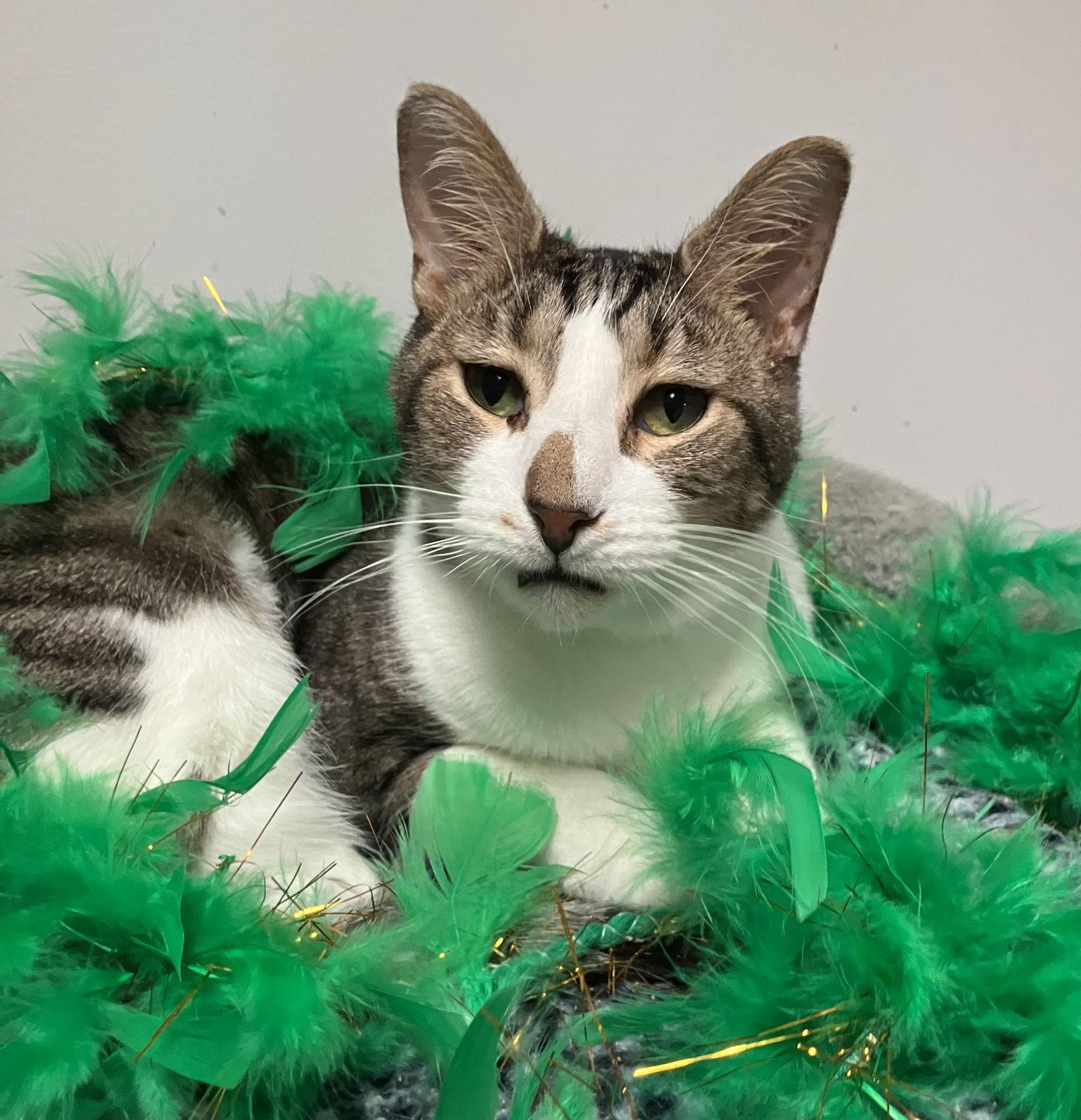 Geese A Laying, a Adoptable mixed breed in Dublin, OH image 1/3