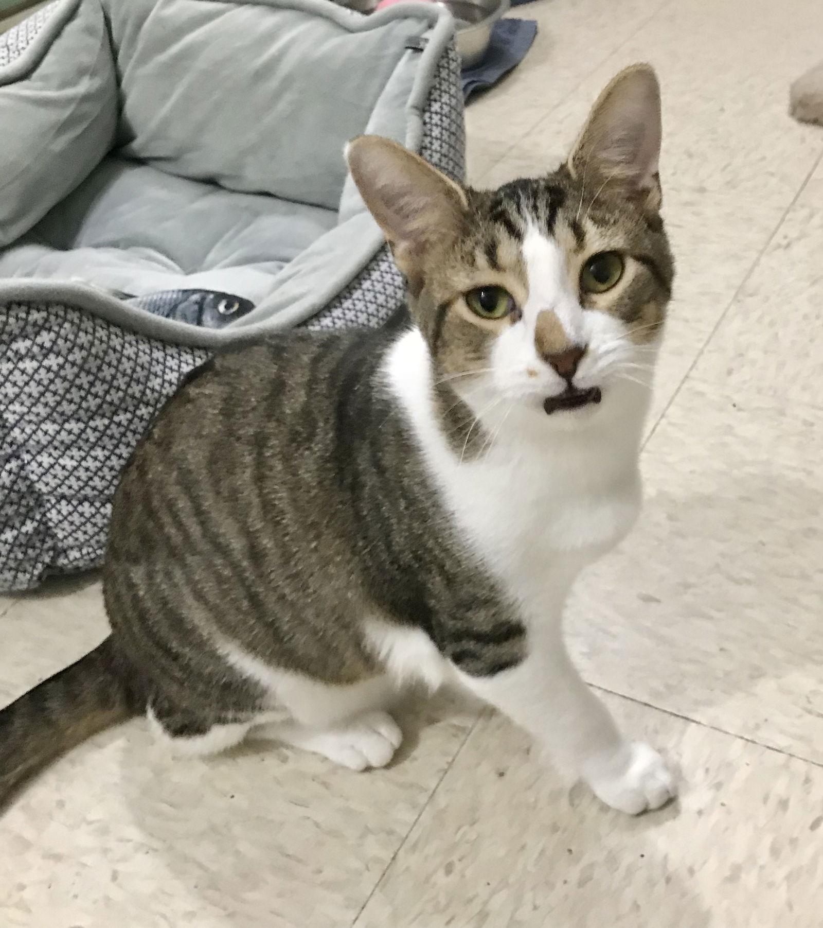 Geese A Laying thumbnail 2