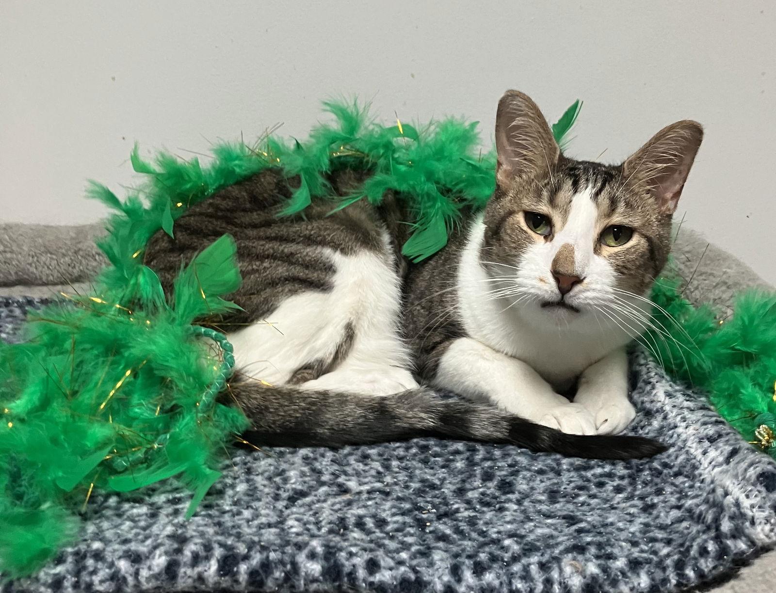 Geese A Laying, a Adoptable mixed breed in Dublin, OH image 2/3