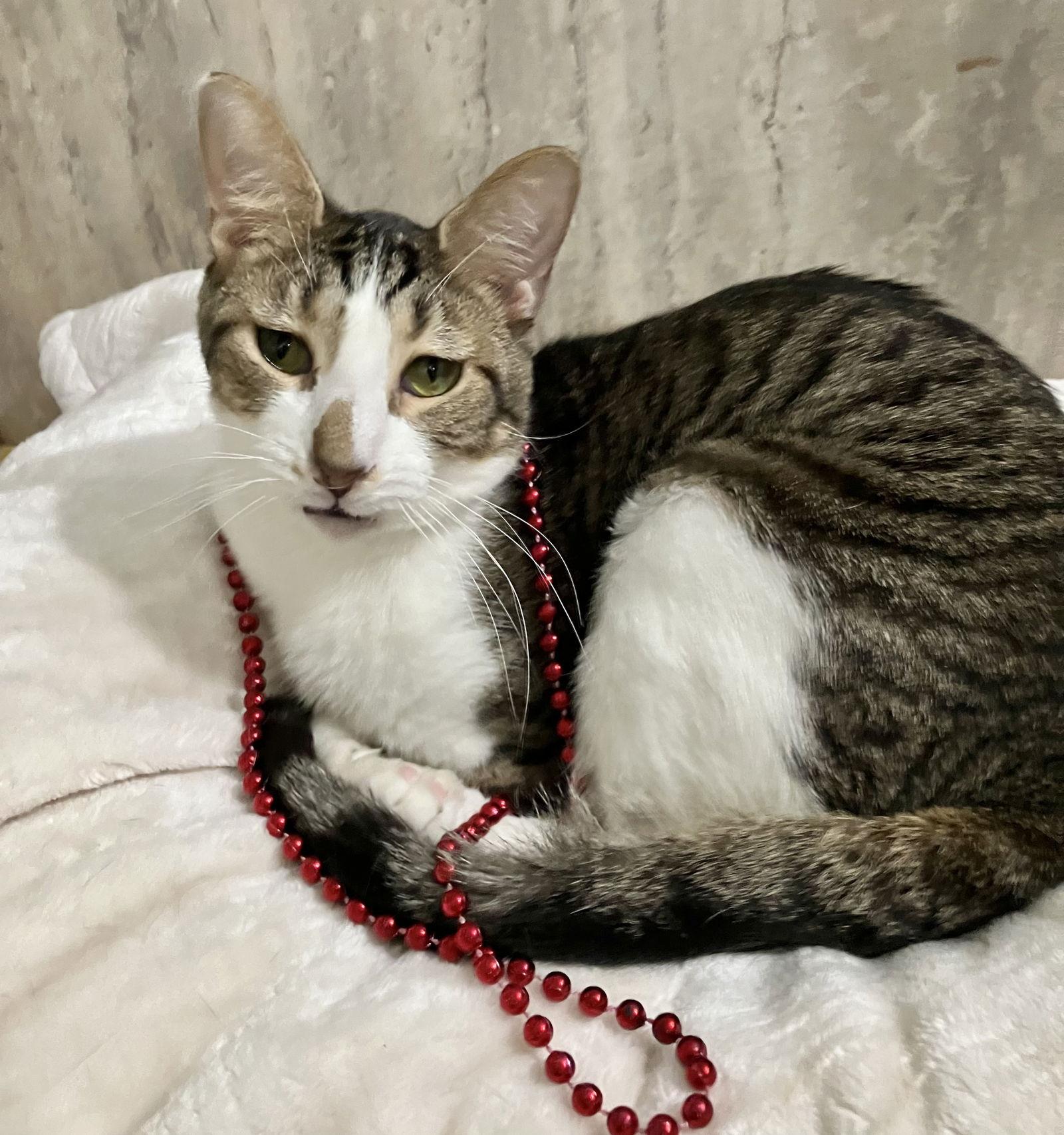 Geese A Laying — thumbnail 3