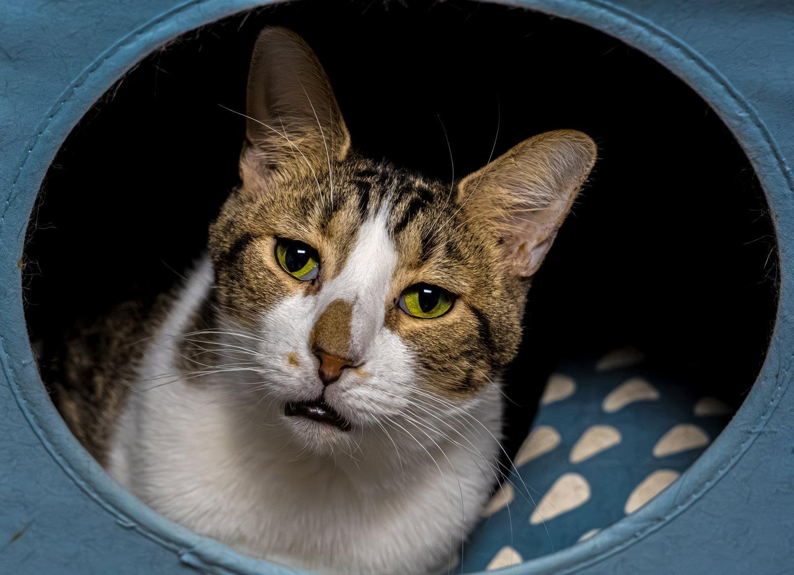 Enlarge Geese A Laying, a Adoptable mixed breed in Dublin, OH image 2/3