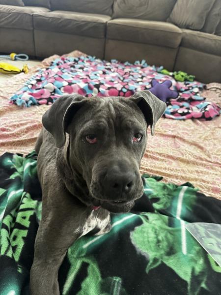 Enlarge Babygirl, a Adoptable mixed breed in Kennewick, WA image 1/1