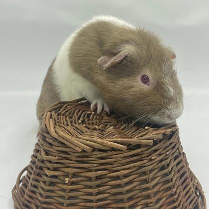 Draco, Adoptable, Adult Male Guinea Pig & Guinea Pig.