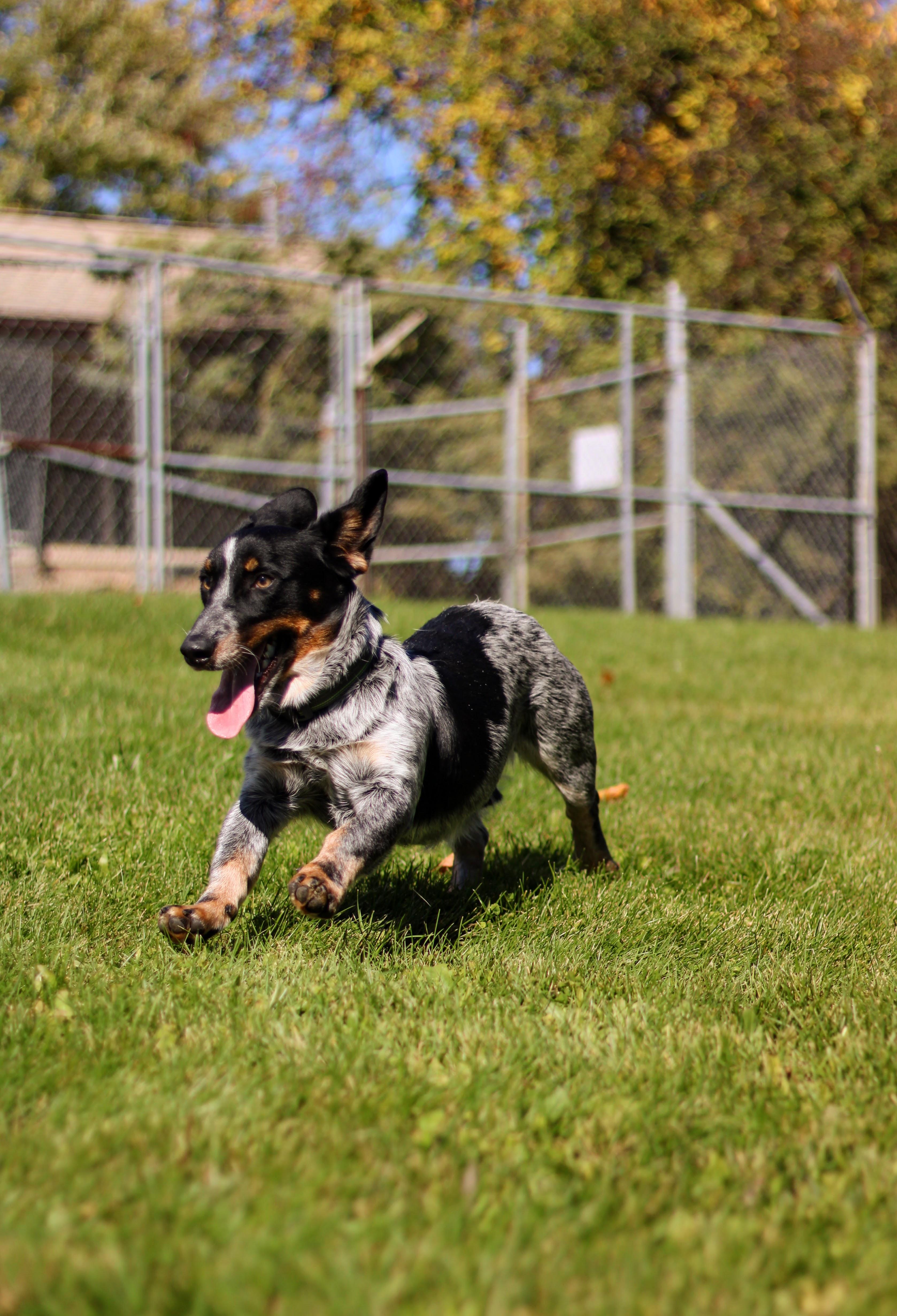Enlarge Dill, a Adoptable mixed breed in Battle Creek, MI image 3/3