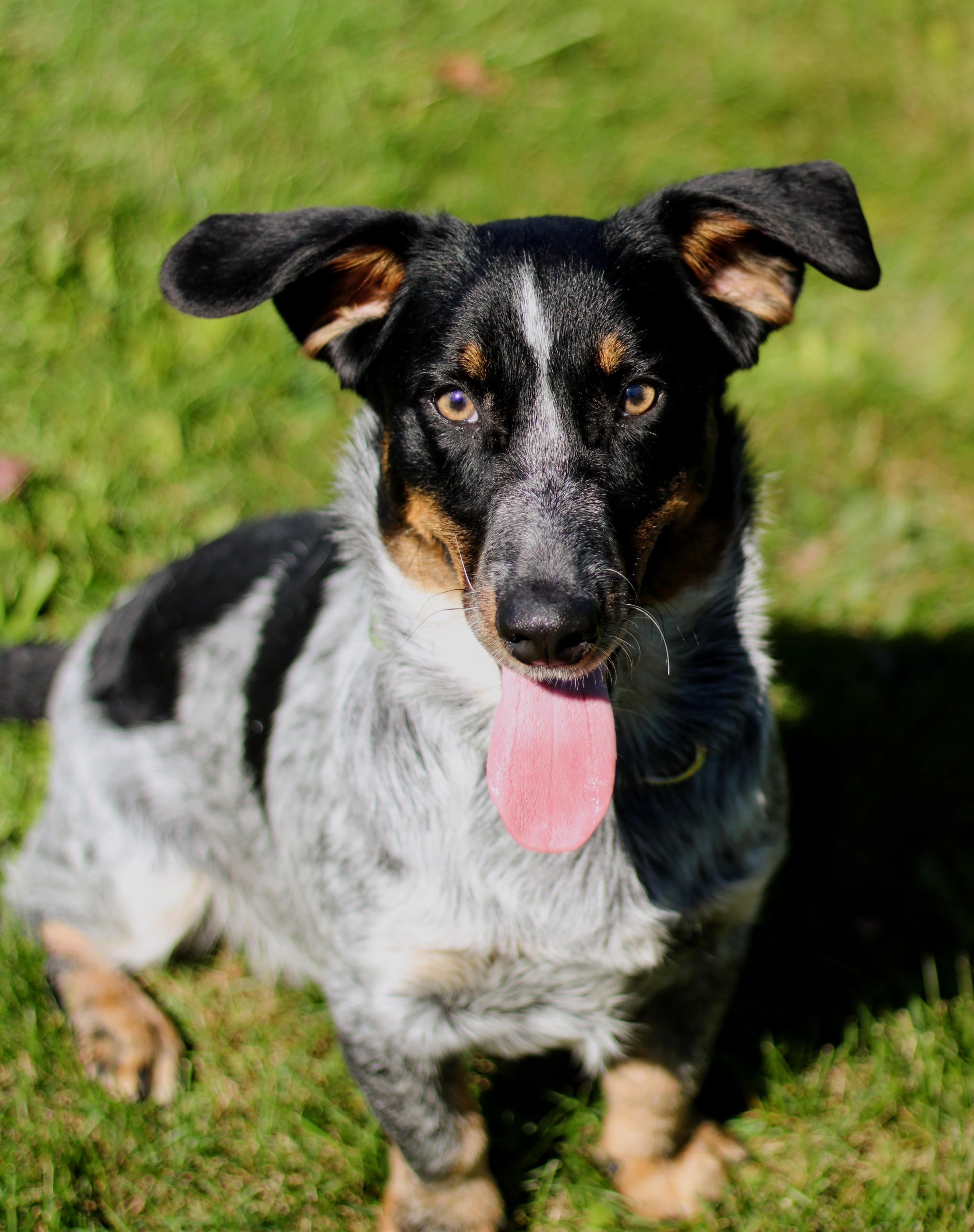 Enlarge Dill, a Adoptable mixed breed in Battle Creek, MI image 2/3