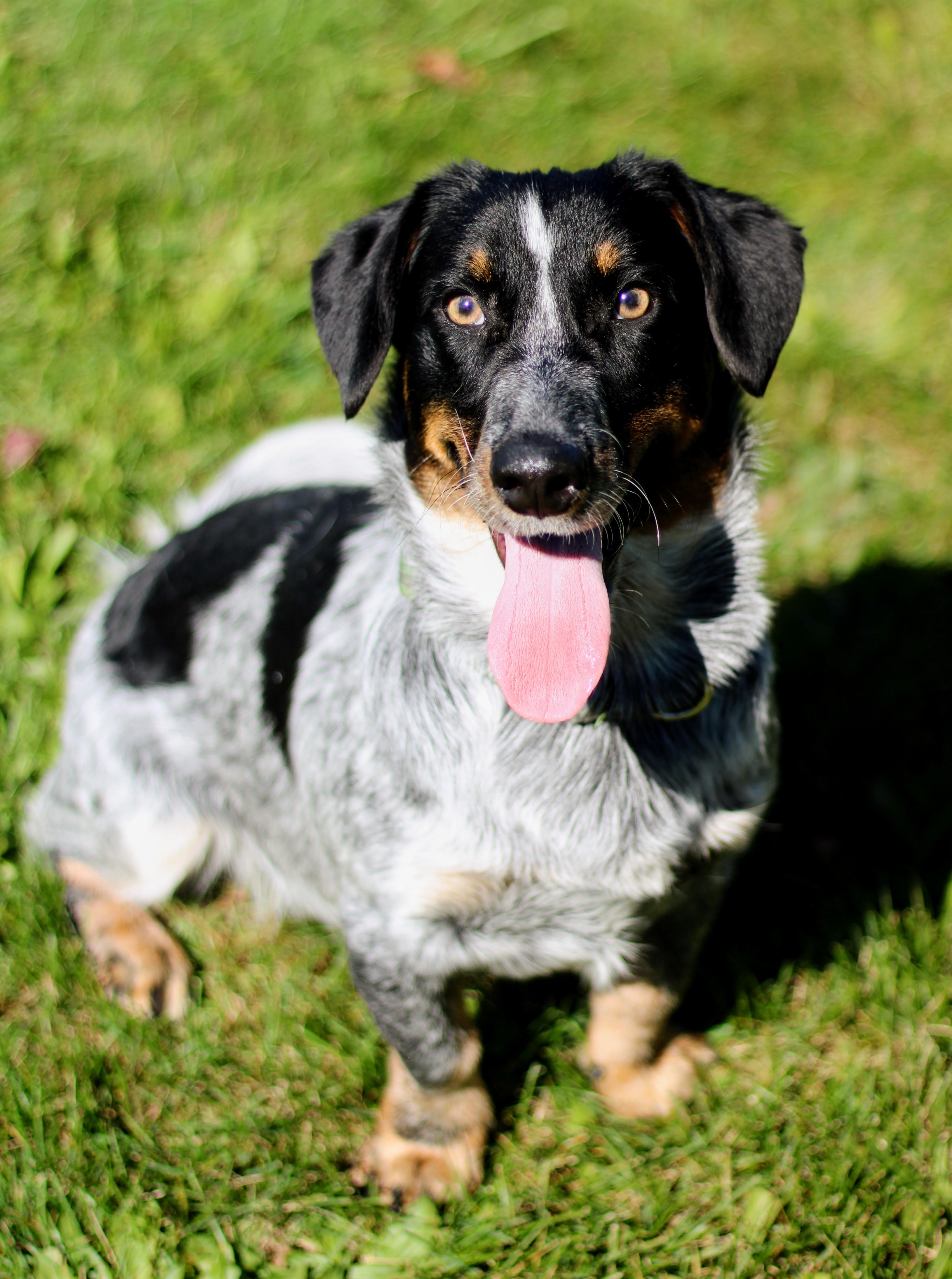 Dill, Adoptable, Young Male Dachshund.