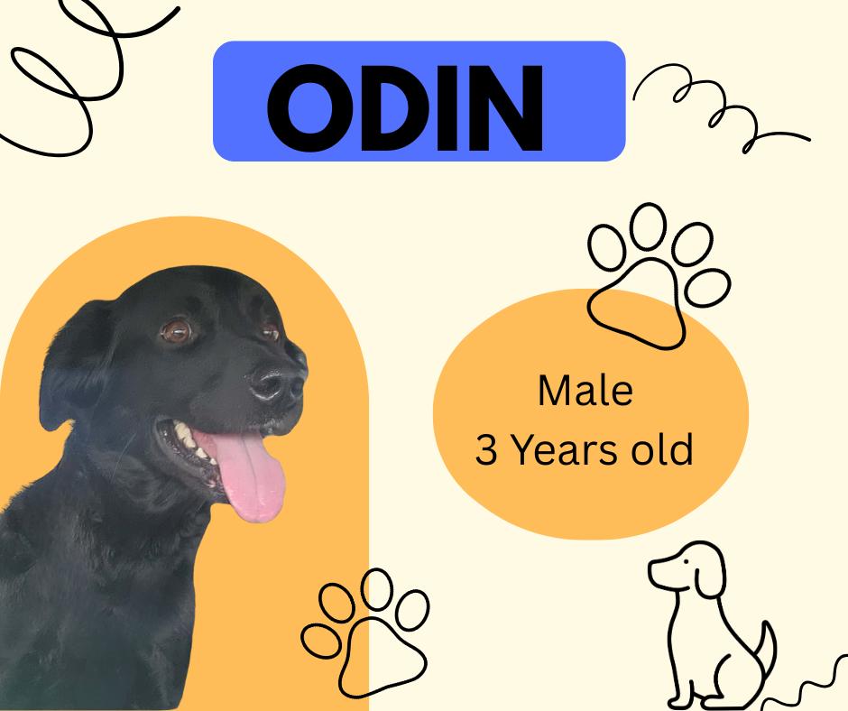 Odin, adopted, Adult Male Black Labrador Retriever & Border Collie.