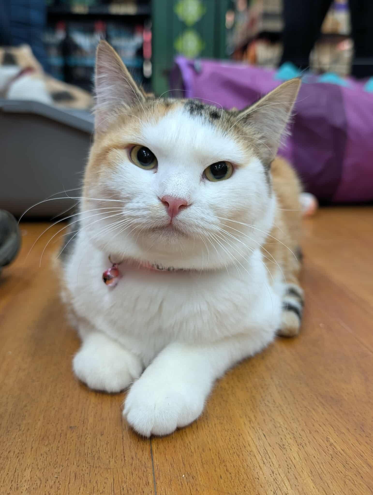 Enlarge Scary Spice, a Adoptable Domestic Short Hair in Chilliwack, BC image 1/1