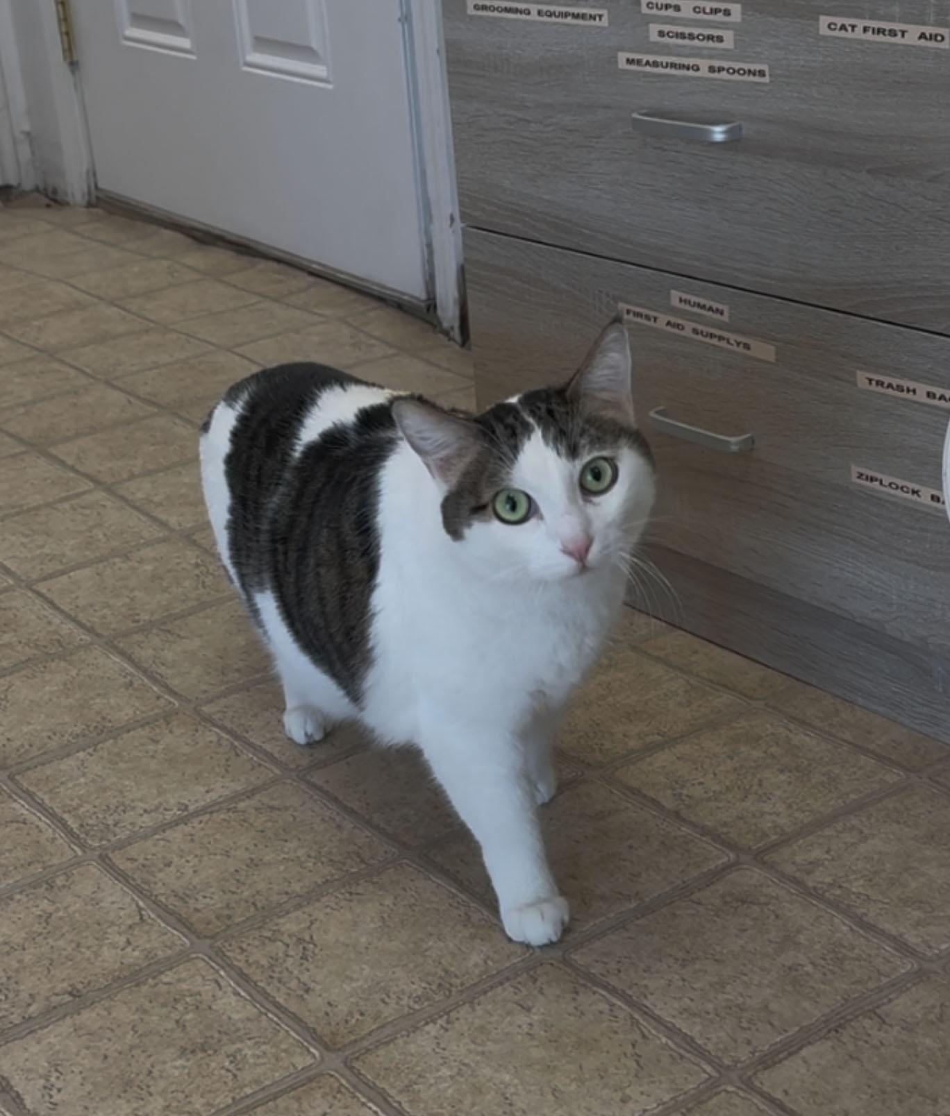 Doug, ADOPTABLE, Adult Male Domestic Short Hair.