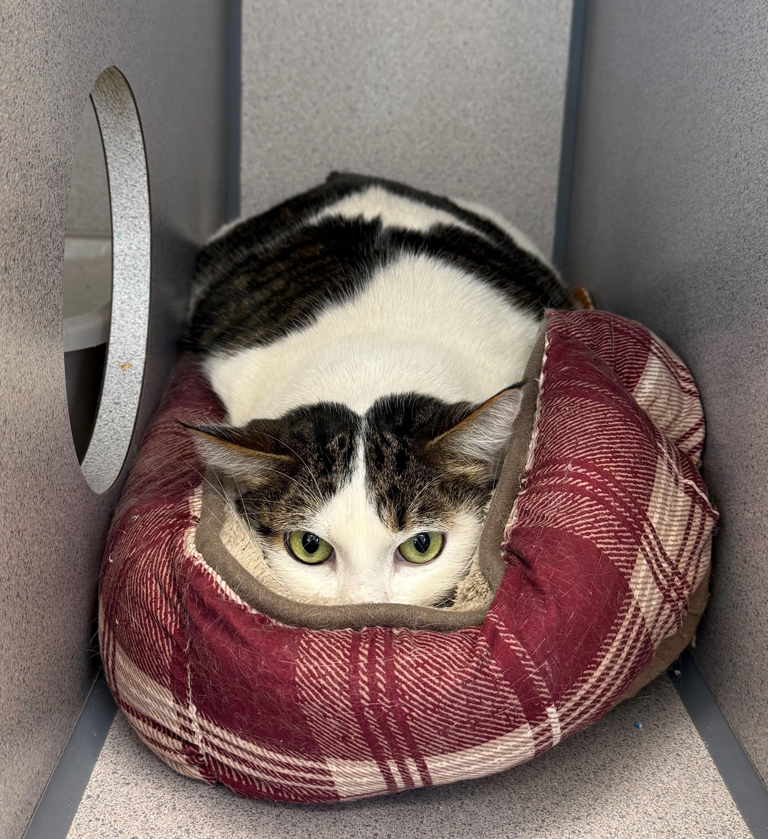 Doug, a ADOPTABLE Domestic Short Hair in Gardnerville, NV image 2/3