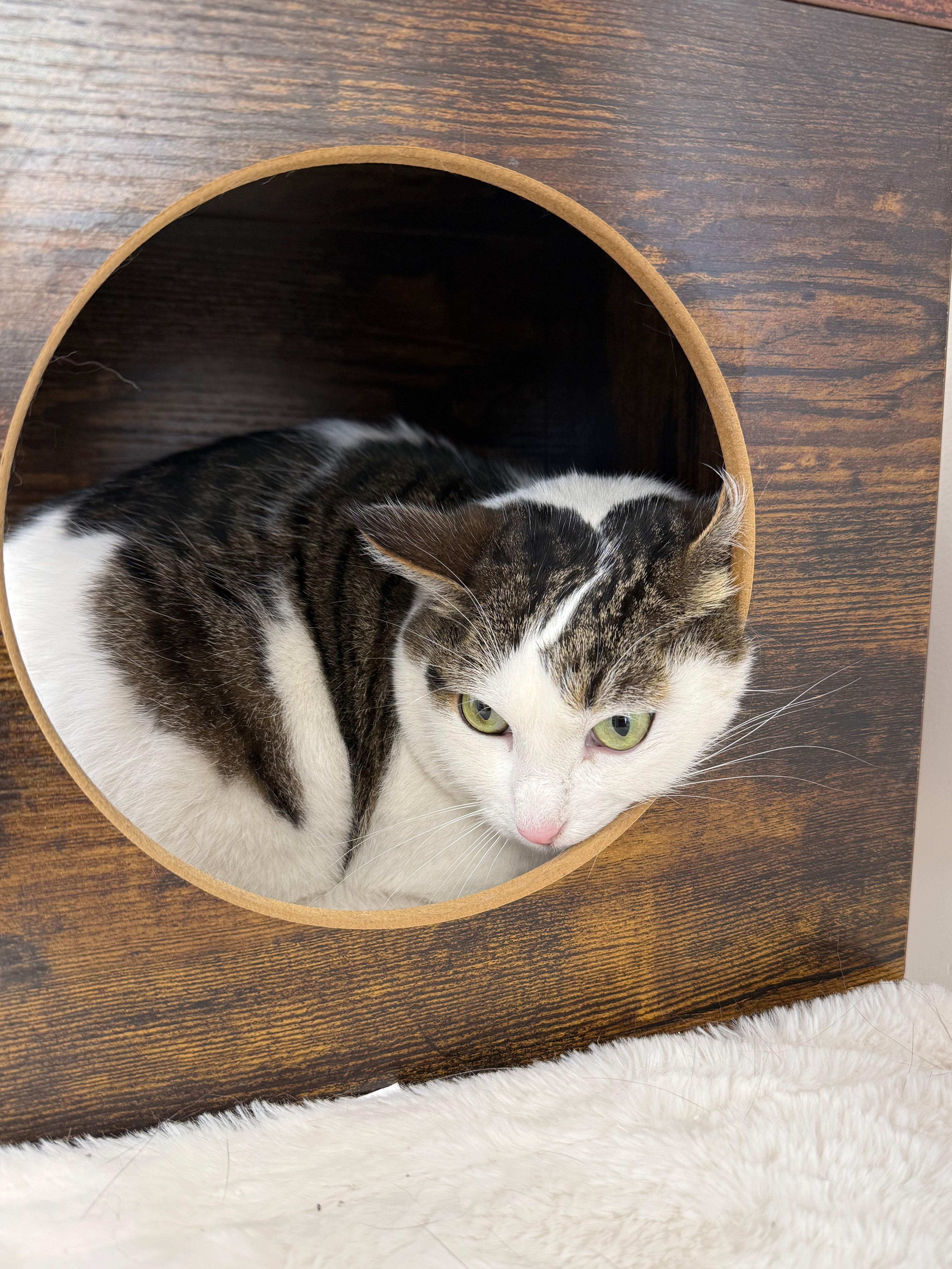 Doug, a ADOPTABLE Domestic Short Hair in Gardnerville, NV image 1/3