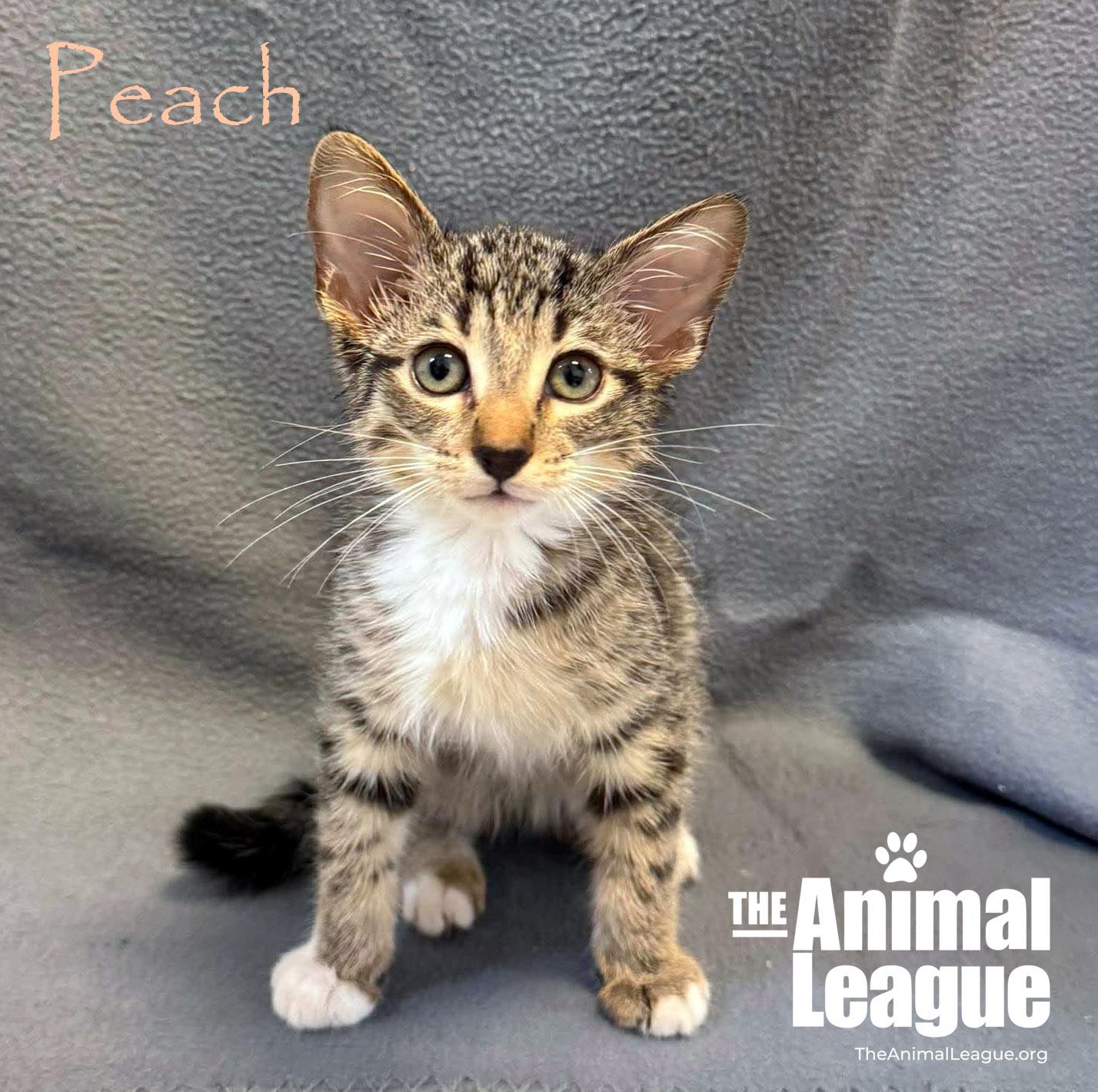 Peach, ADOPTABLE, Kitten Male Domestic Short Hair.