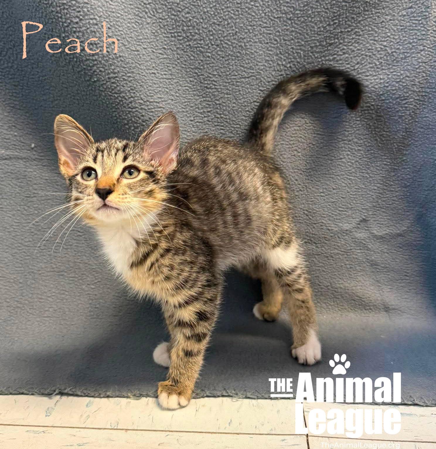 Enlarge Peach, a ADOPTABLE Domestic Short Hair in Groveland, FL image 2/4