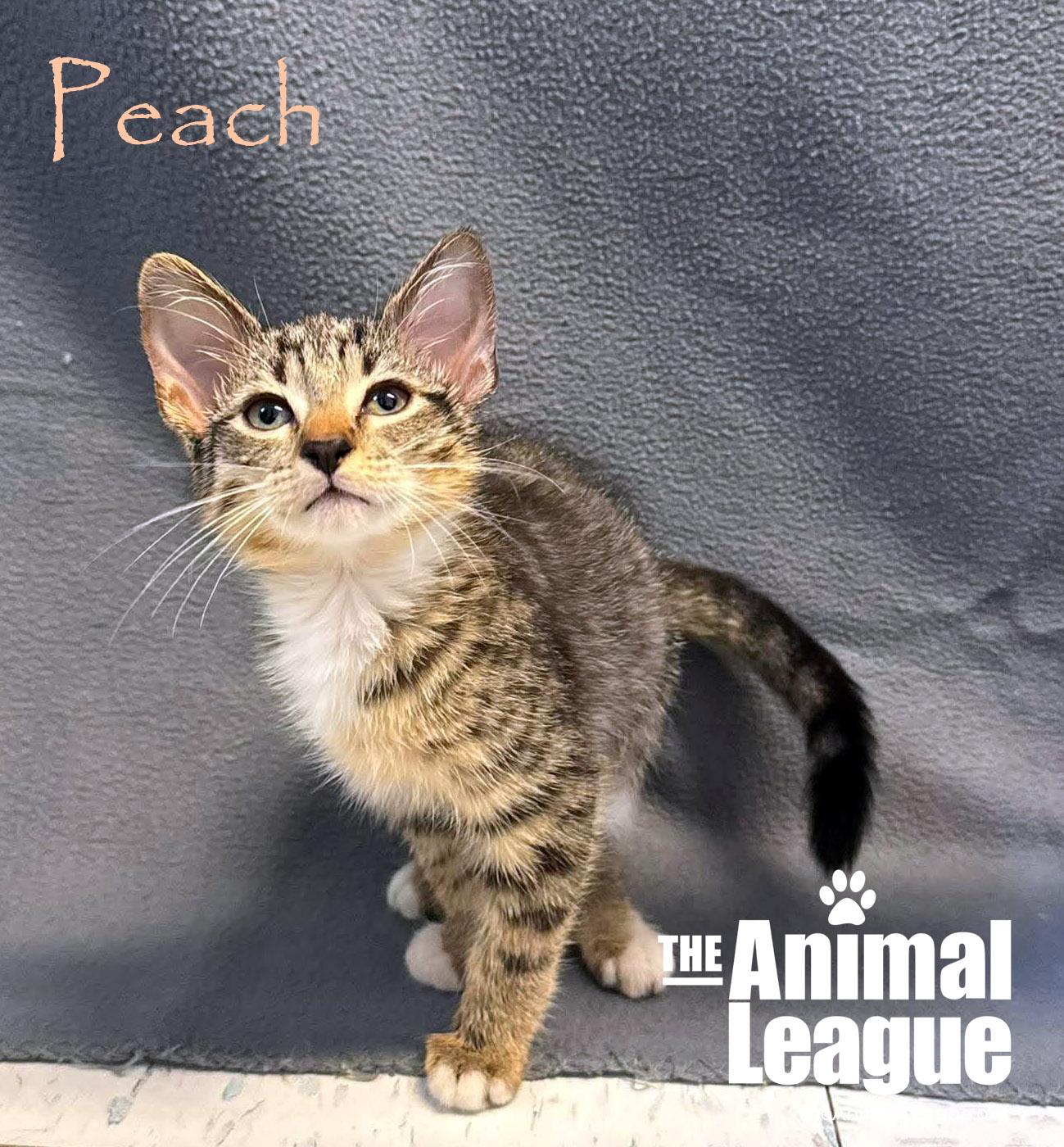 Enlarge Peach, a ADOPTABLE Domestic Short Hair in Groveland, FL image 4/4