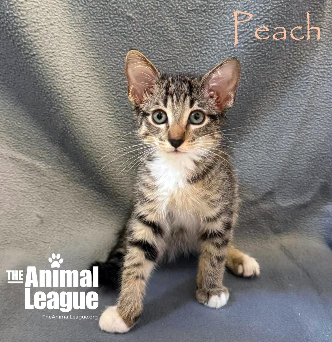 Enlarge Peach, a ADOPTABLE Domestic Short Hair in Groveland, FL image 3/4