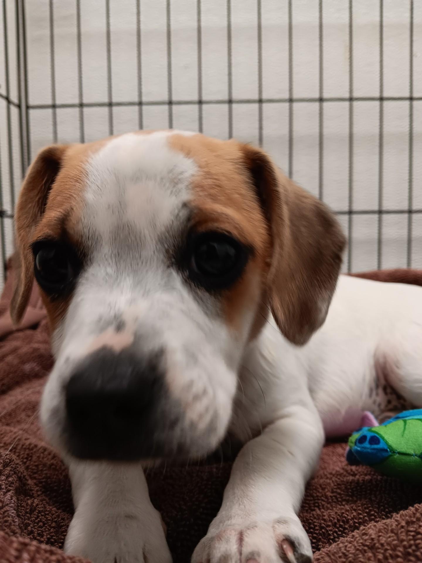 Larch, an adoptable Jack Russell Terrier, Mixed Breed in Polson, MT, 59860 | Photo Image 1