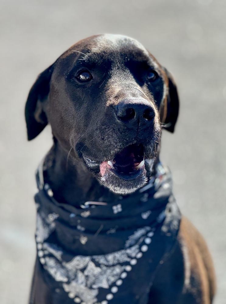Enlarge Stu, a Adoptable mixed breed in Littleton, CO image 3/6