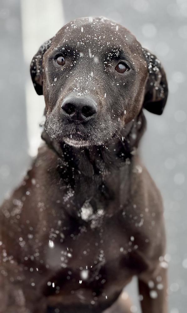Enlarge Stu, a Adoptable mixed breed in Littleton, CO image 4/6