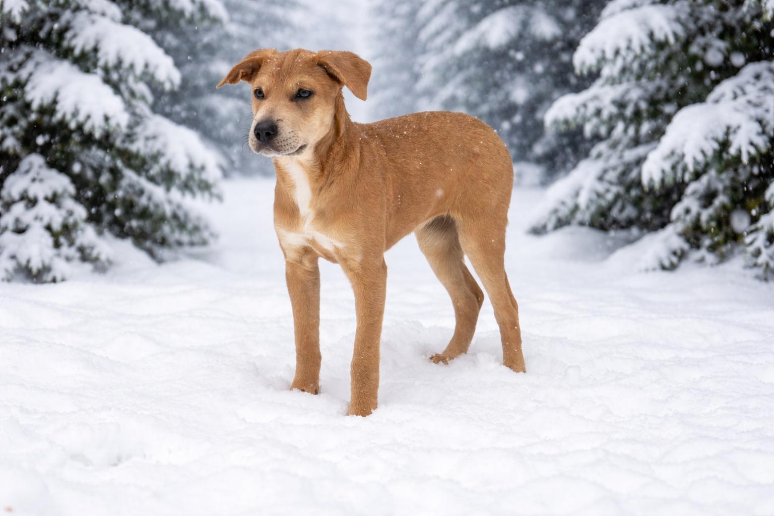 Enlarge Winnie *ADOPTION PENDING*, a ADOPTABLE mixed breed in Etobicoke, ON image 5/5