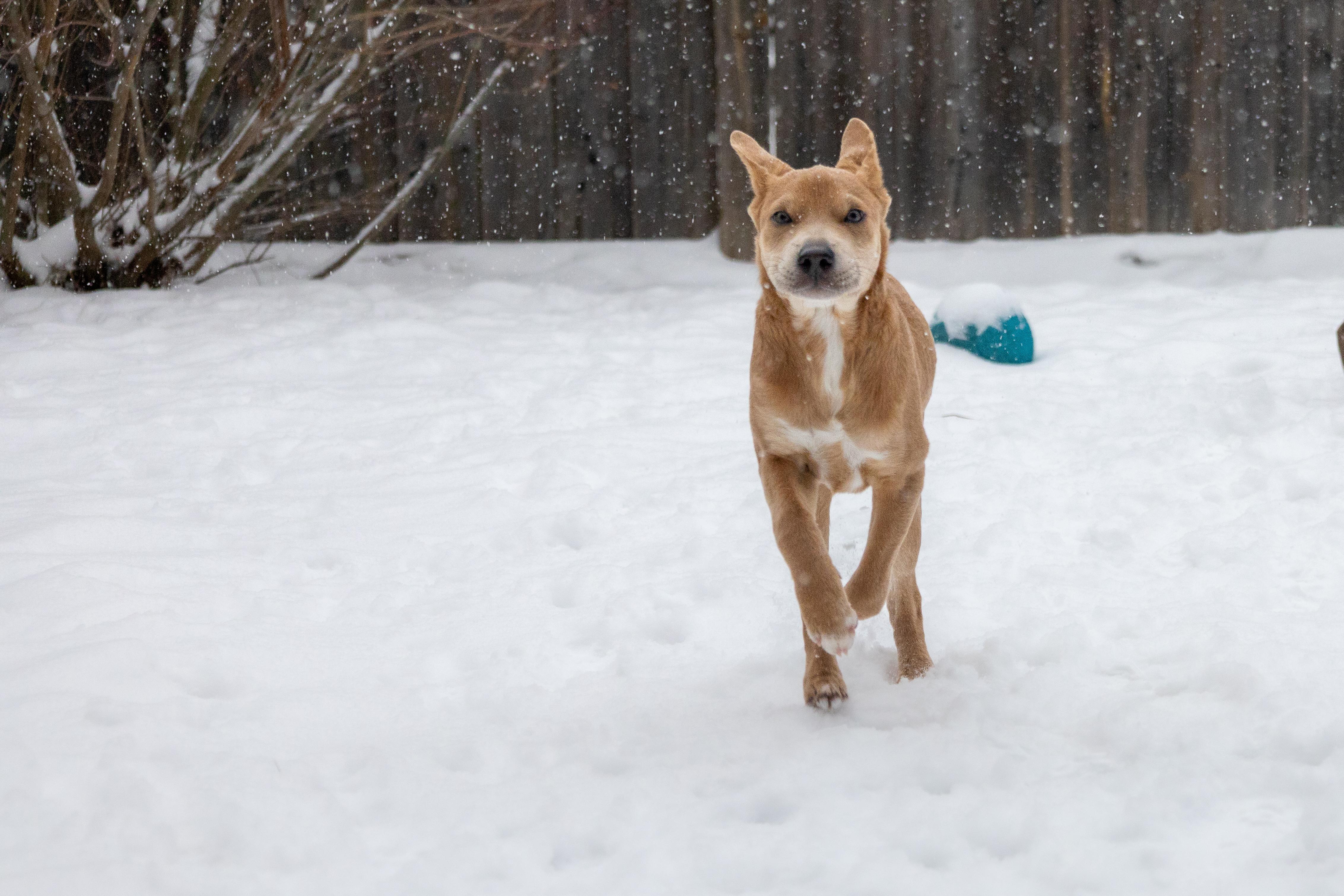 Enlarge Winnie *ADOPTION PENDING*, a ADOPTABLE mixed breed in Etobicoke, ON image 2/5