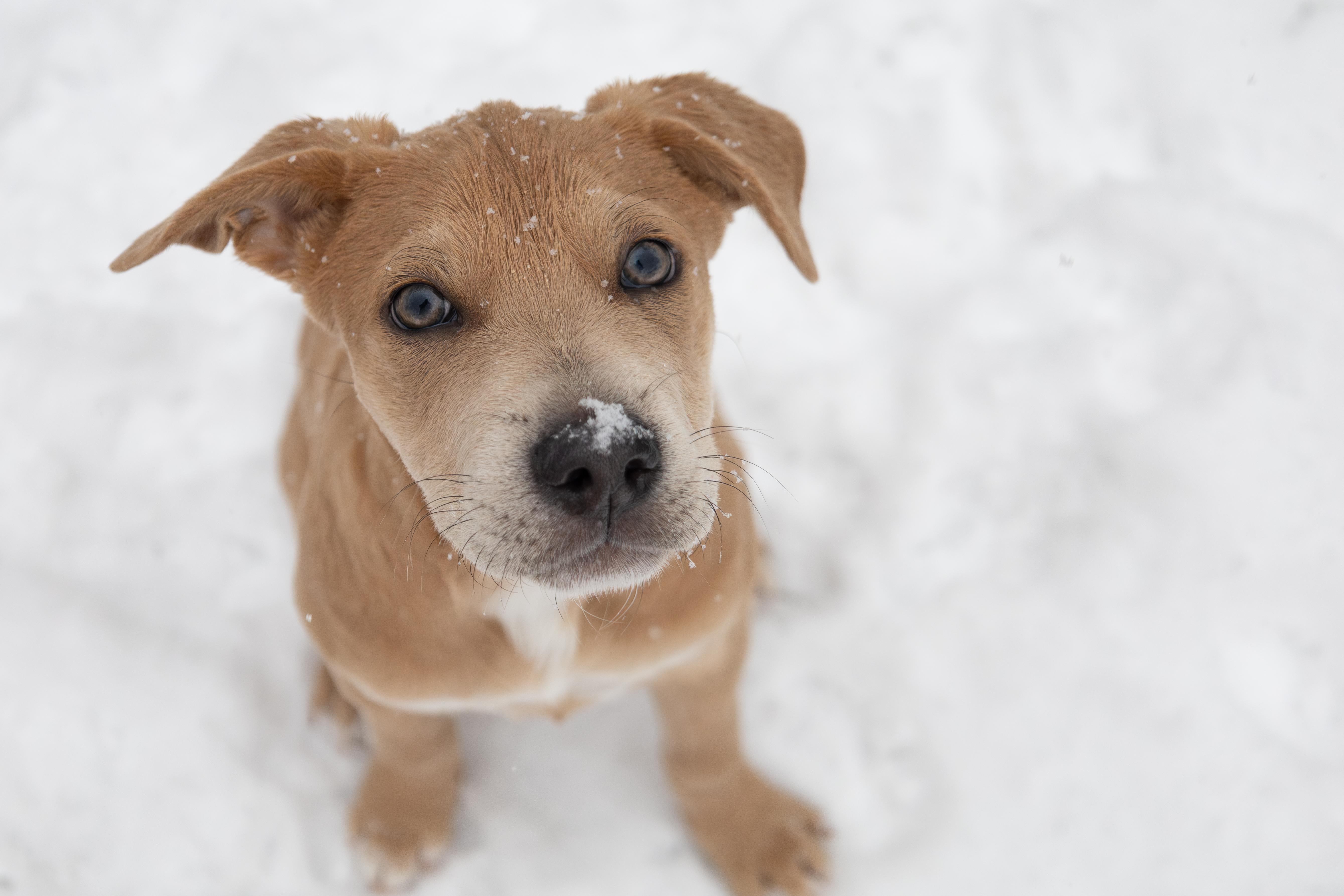 Winnie *ADOPTION PENDING*, ADOPTABLE, Puppy Female Retriever.