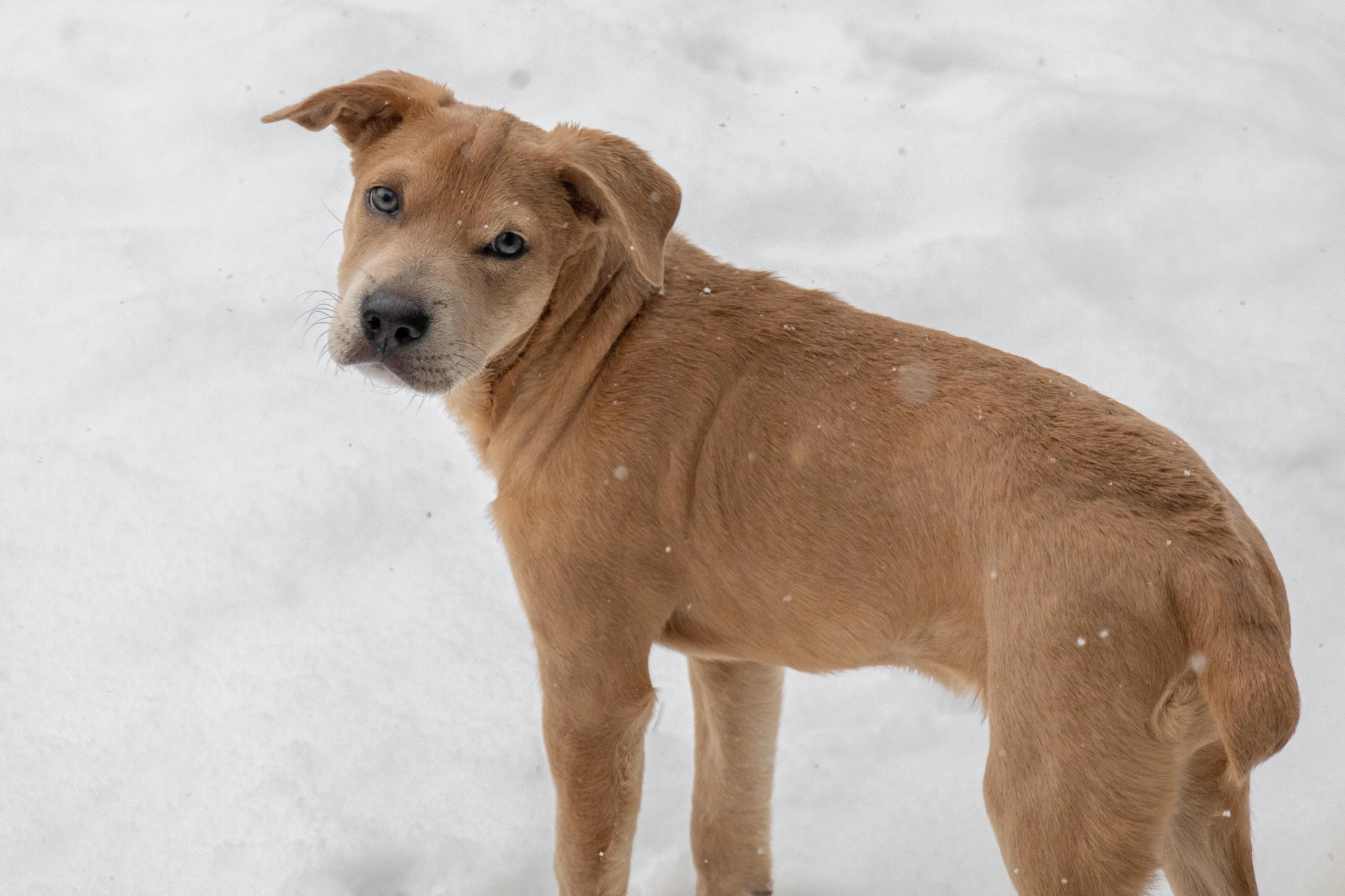 Enlarge Winnie *ADOPTION PENDING*, a ADOPTABLE mixed breed in Etobicoke, ON image 3/5