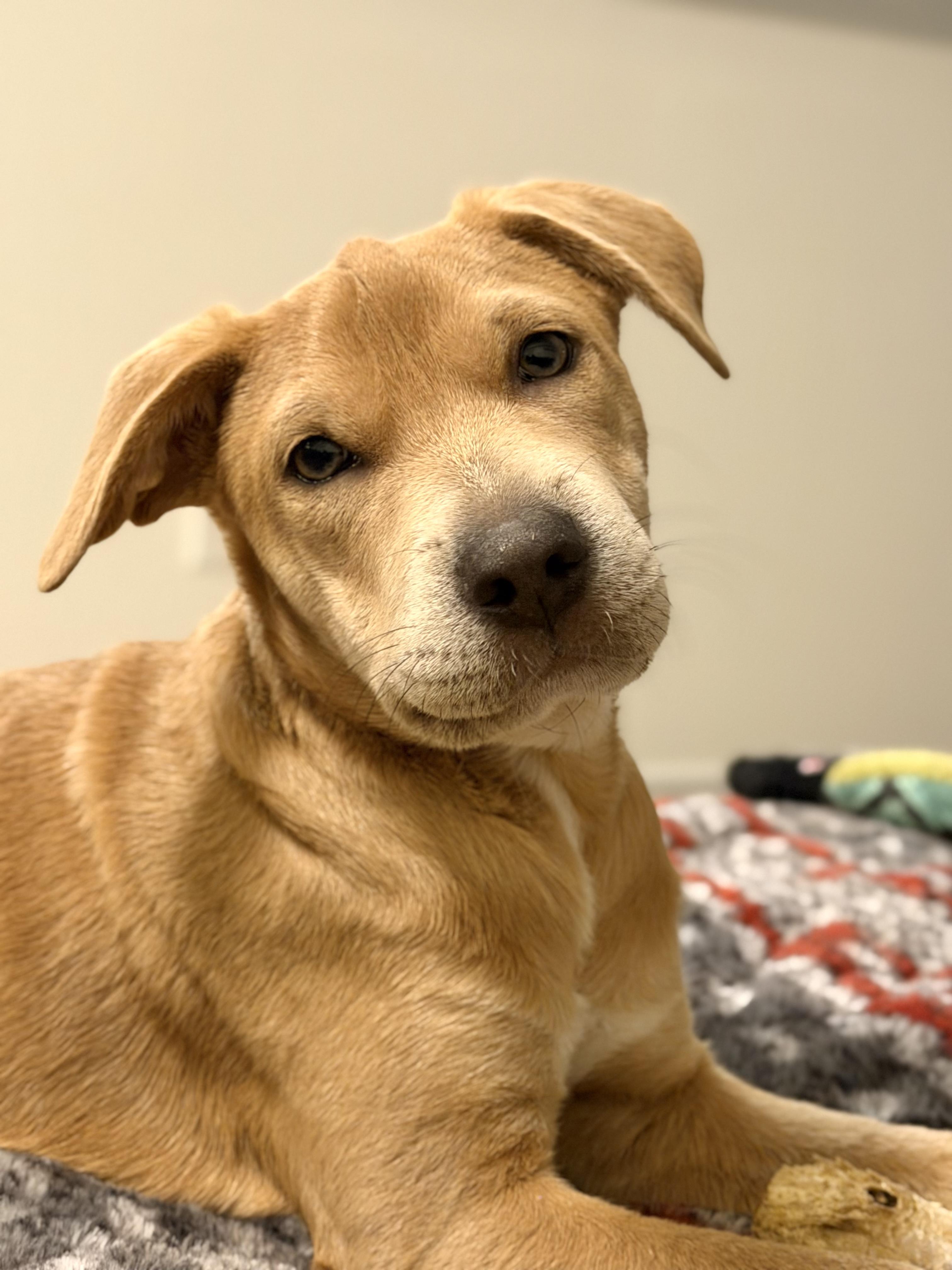 Enlarge Winnie *ADOPTION PENDING*, a ADOPTABLE mixed breed in Etobicoke, ON image 4/5