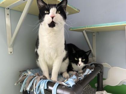 Enlarge Sassy, a Adoptable Domestic Short Hair in Wantagh, NY image 1/2