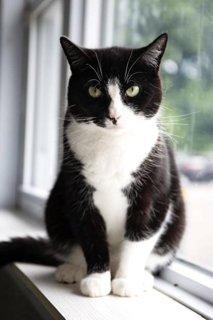 Enlarge Sassy, a Adoptable Domestic Short Hair in Wantagh, NY image 2/2