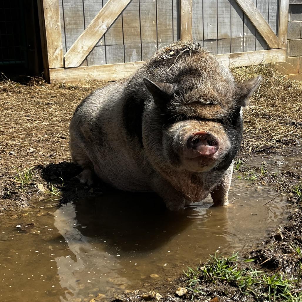 Clyde, Adult Male unknown