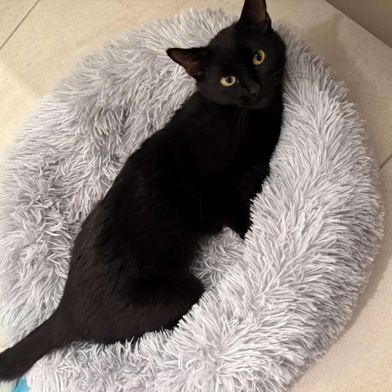 Enlarge Amora, a Adoptable Bombay in Fresno, CA image 2/4