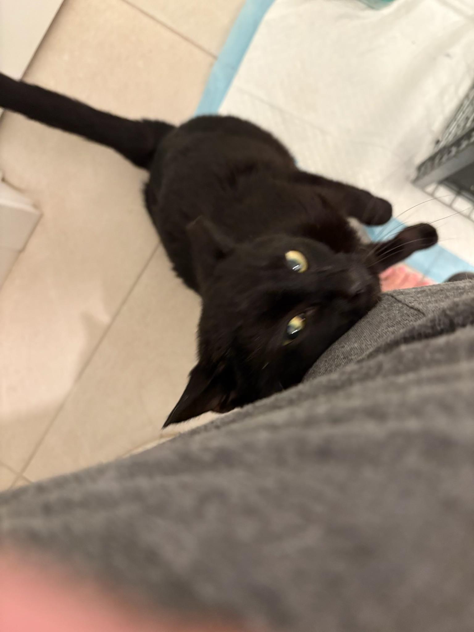 Enlarge Amora, a Adoptable Bombay in Fresno, CA image 3/4