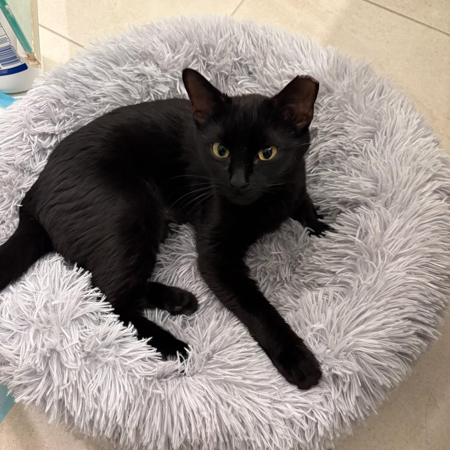 Enlarge Amora, a Adoptable Bombay in Fresno, CA image 4/4