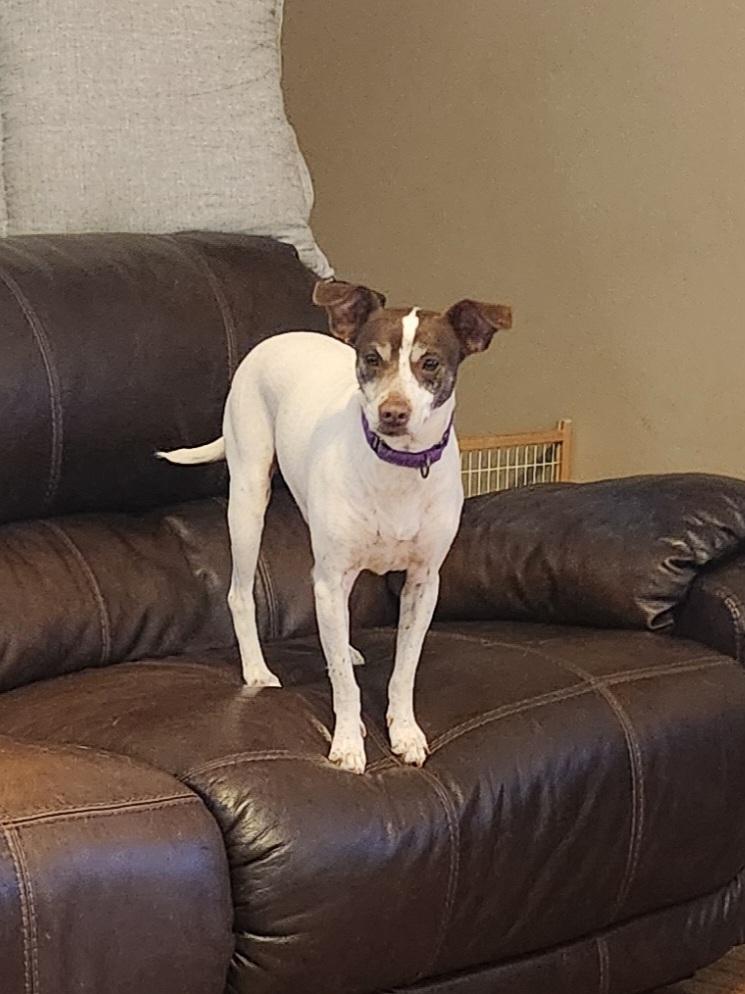 Enlarge CHLOE JANE , an adoptable mixed breed in Troutman, NC image 5/6