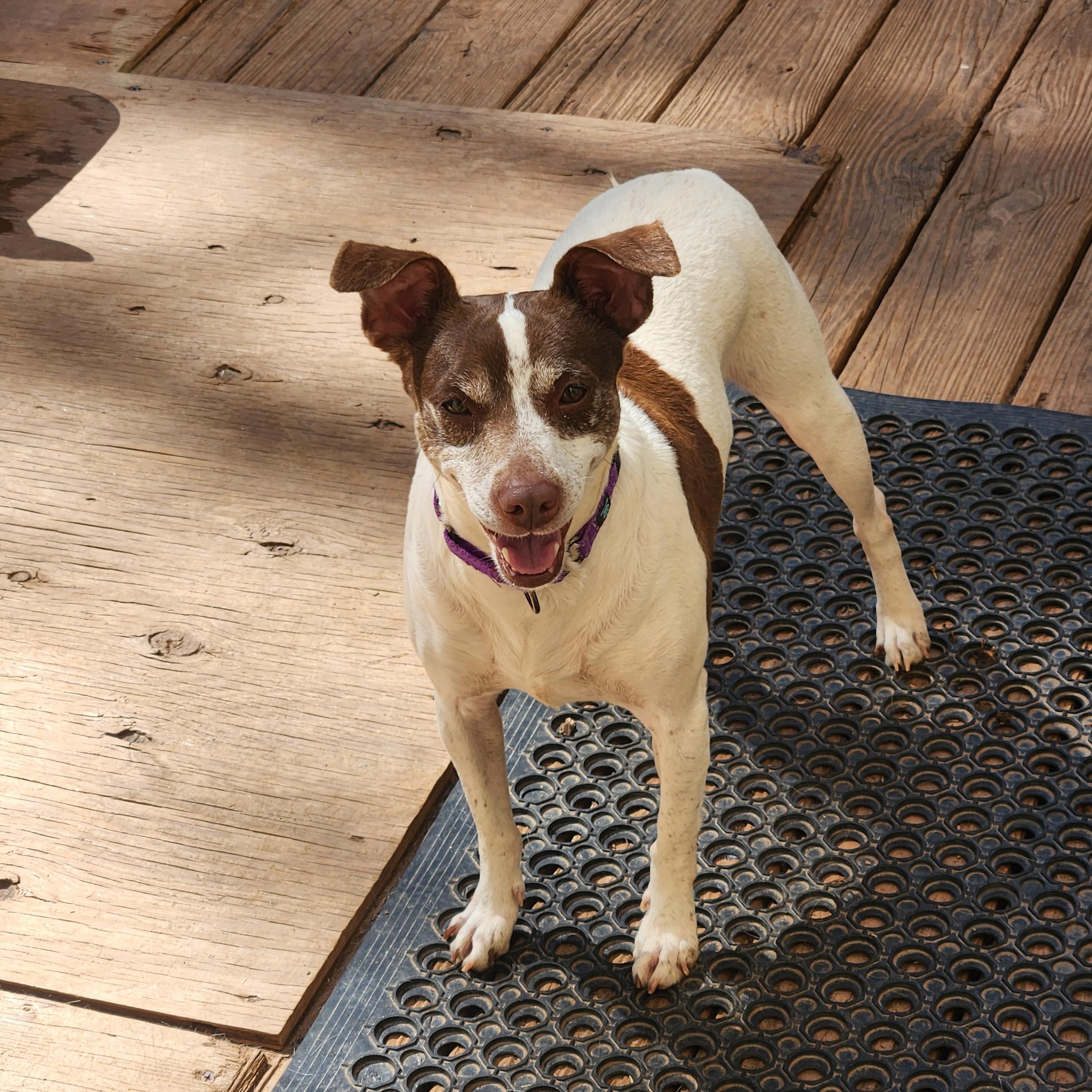 Enlarge CHLOE JANE , an adoptable mixed breed in Troutman, NC image 2/6
