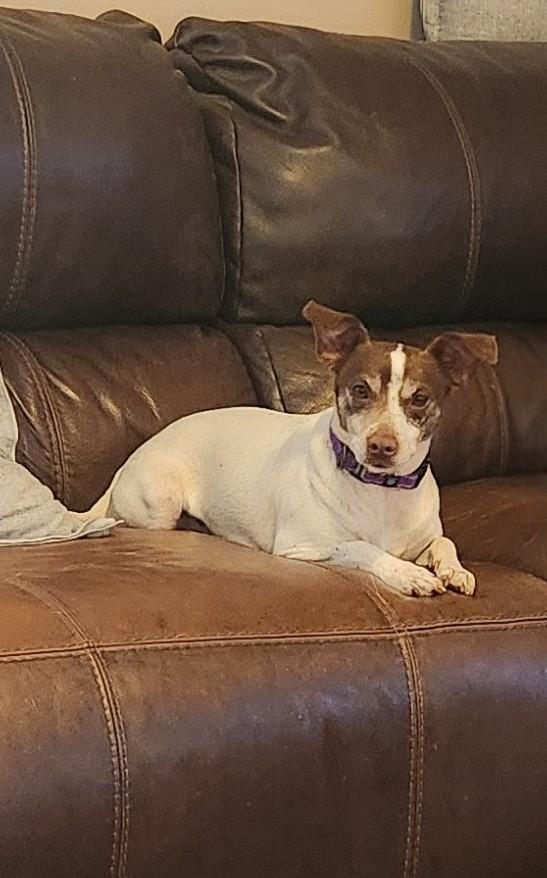 Enlarge CHLOE JANE , an adoptable mixed breed in Troutman, NC image 4/6