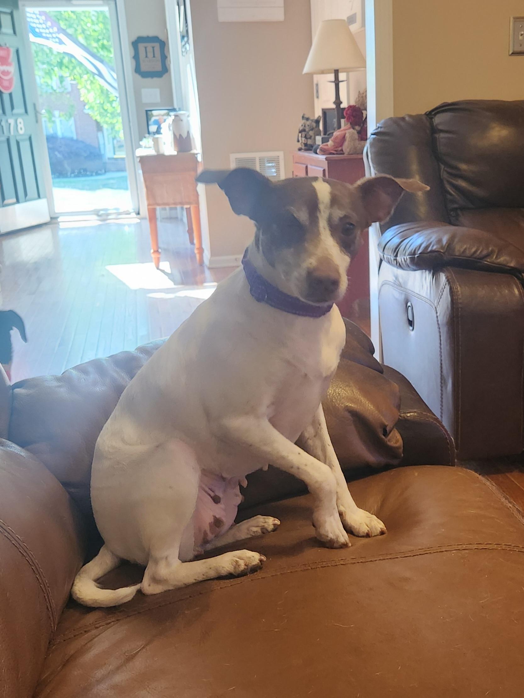 Enlarge CHLOE JANE , an adoptable mixed breed in Troutman, NC image 1/6