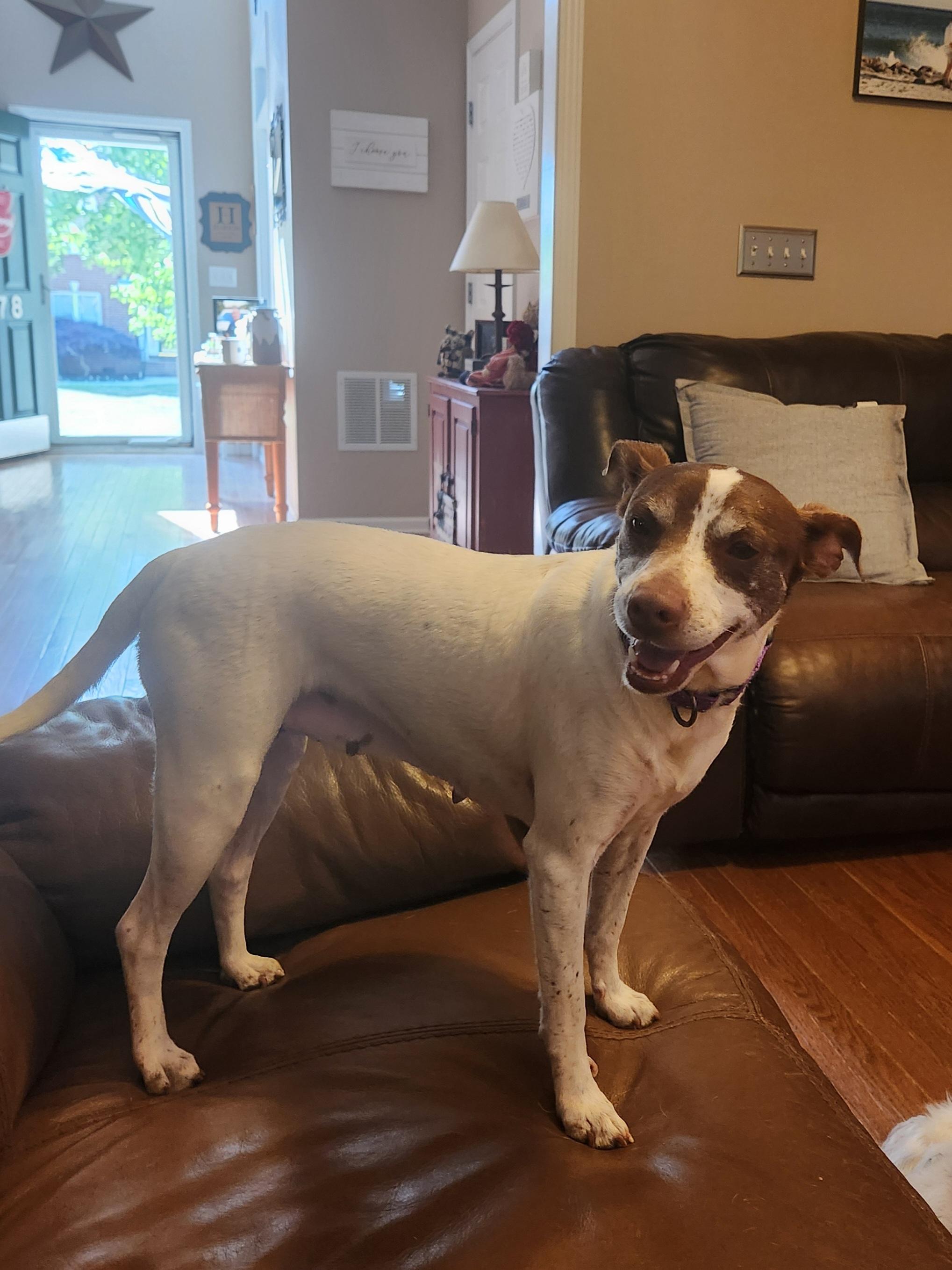 Enlarge CHLOE JANE , an adoptable mixed breed in Troutman, NC image 3/6