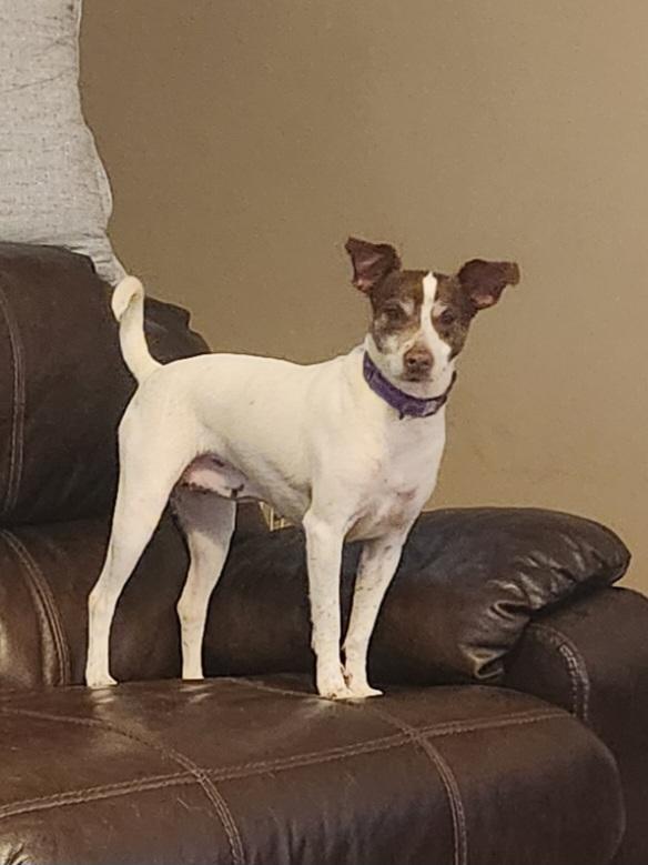 Enlarge CHLOE JANE , an adoptable mixed breed in Troutman, NC image 6/6