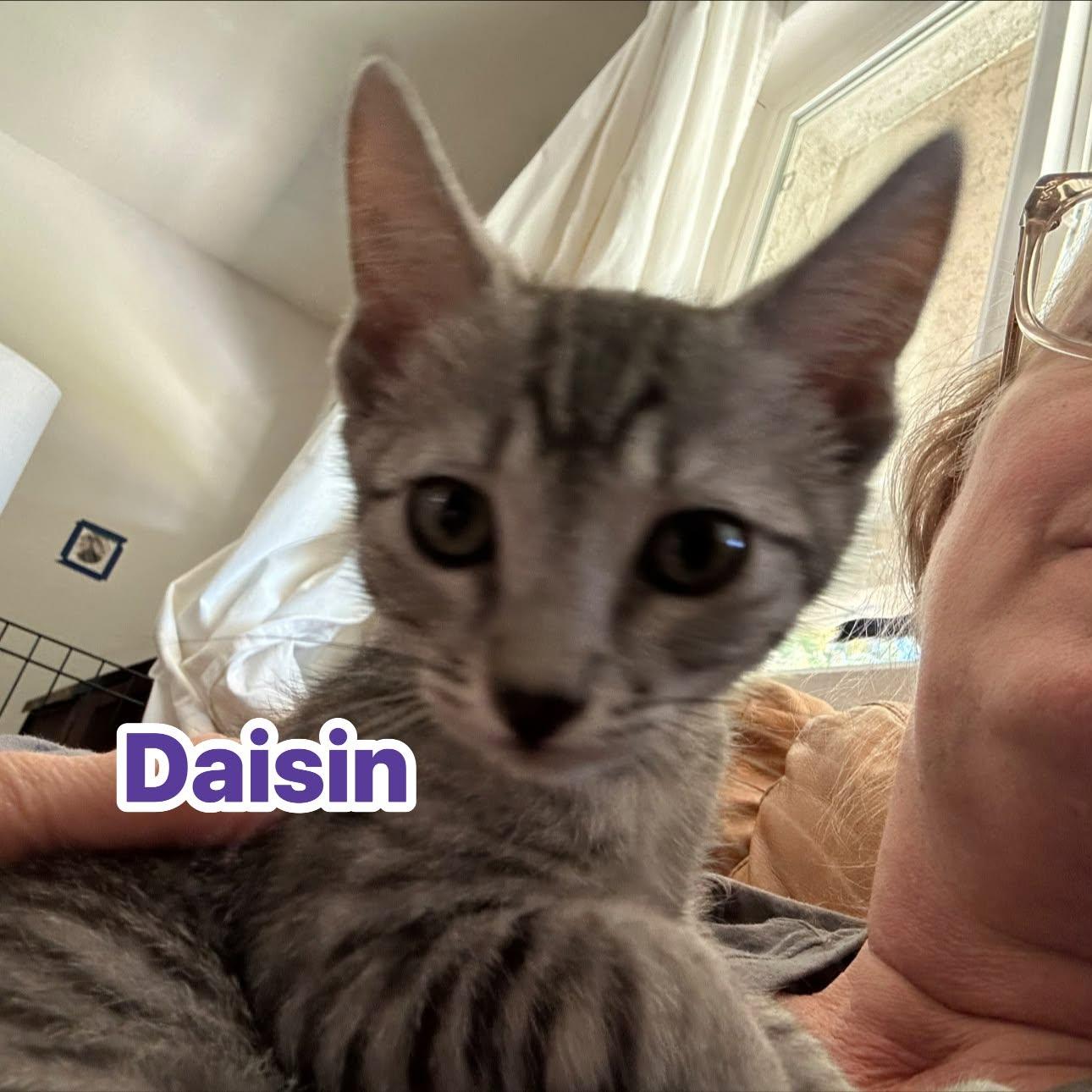 Enlarge Daisin, a ADOPTABLE Domestic Short Hair in Queen Creek, AZ image 2/2