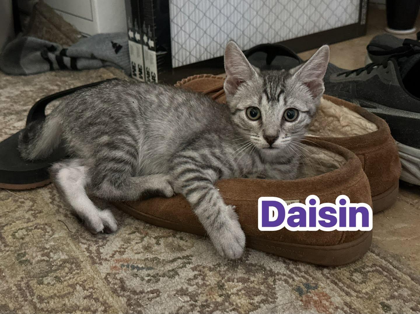 Enlarge Daisin, a ADOPTABLE Domestic Short Hair in Queen Creek, AZ image 1/2