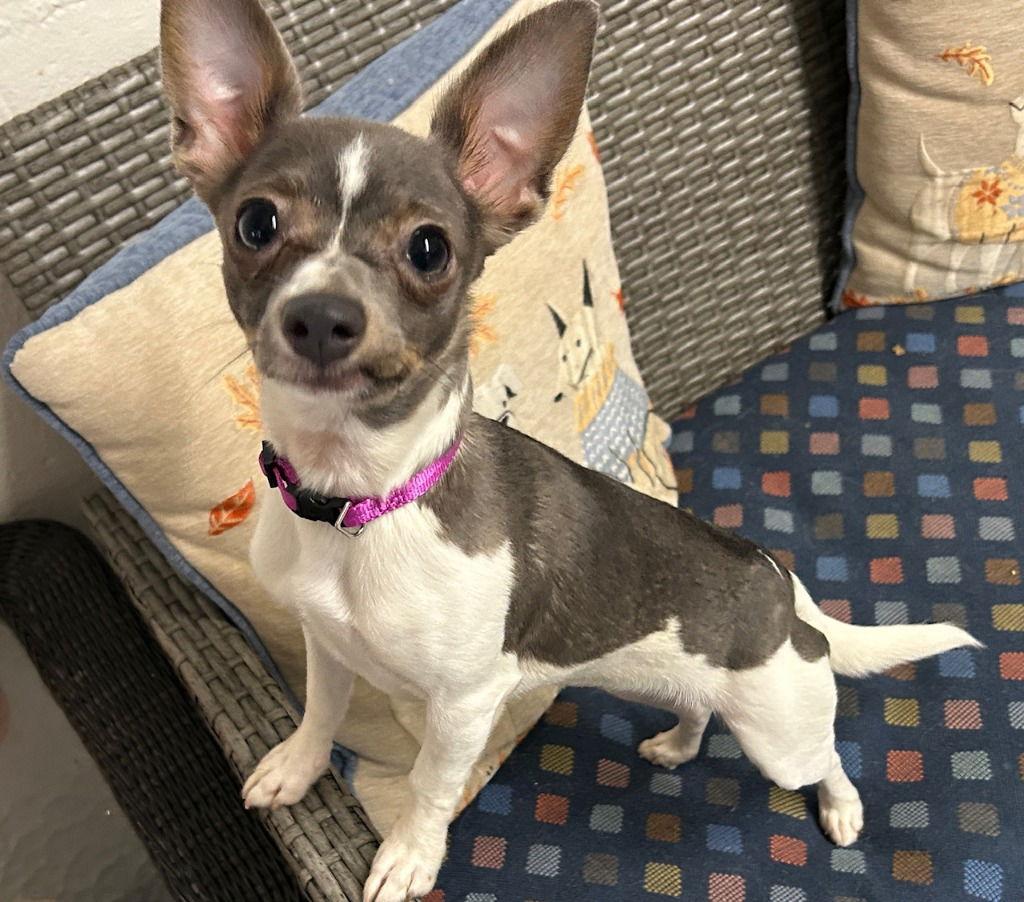 Enlarge Mouse, a Adoptable Chihuahua in Ellijay, GA image 1/1