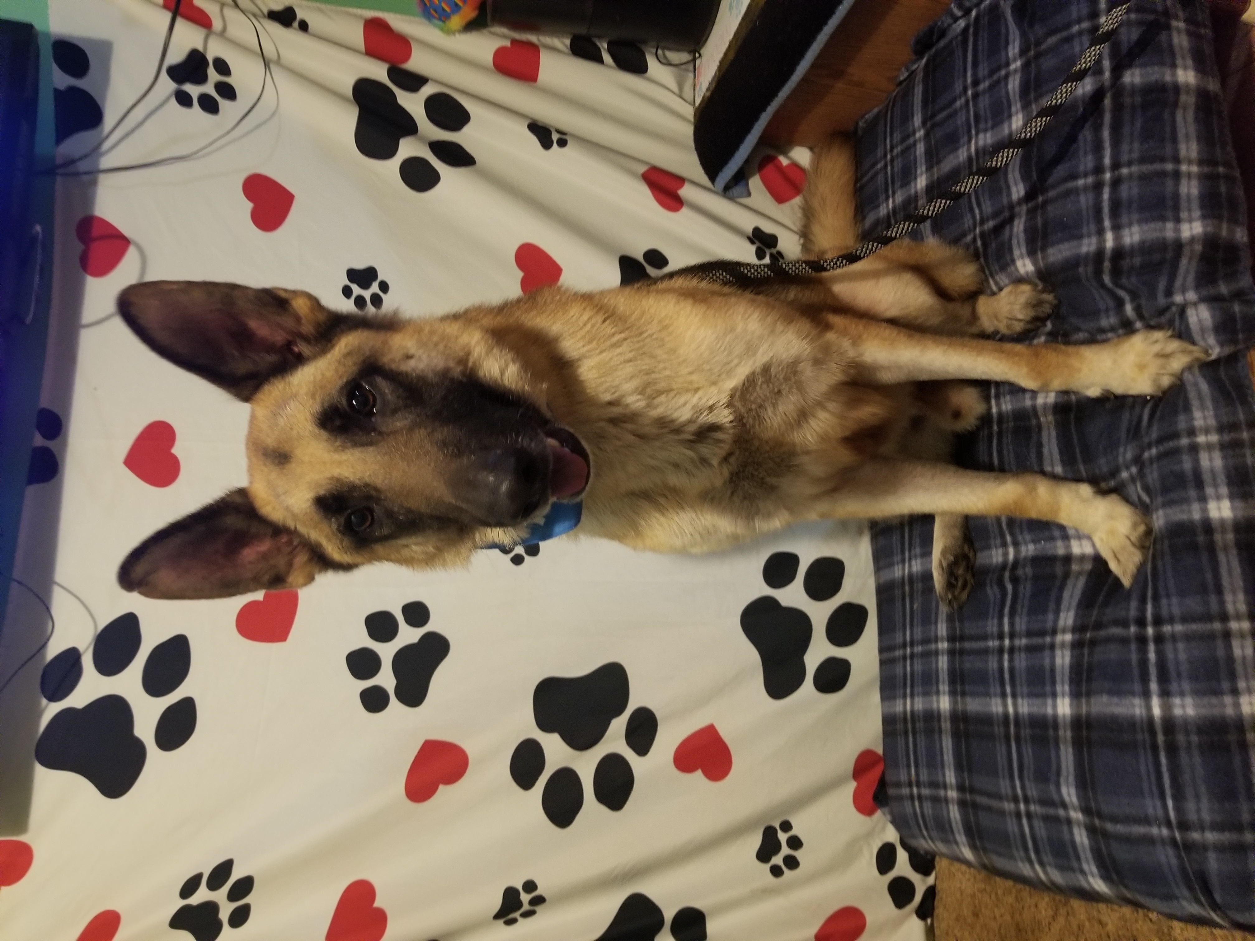 Bruce, a Adoptable German Shepherd Dog in Kokomo, IN image 5/6