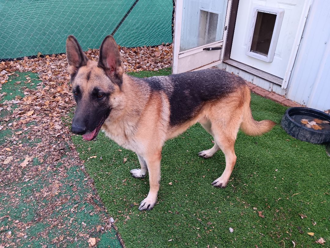 Bruce, a Adoptable German Shepherd Dog in Kokomo, IN image 4/6
