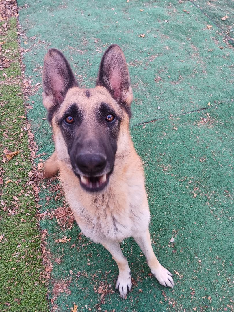 Bruce, a Adoptable German Shepherd Dog in Kokomo, IN image 3/6
