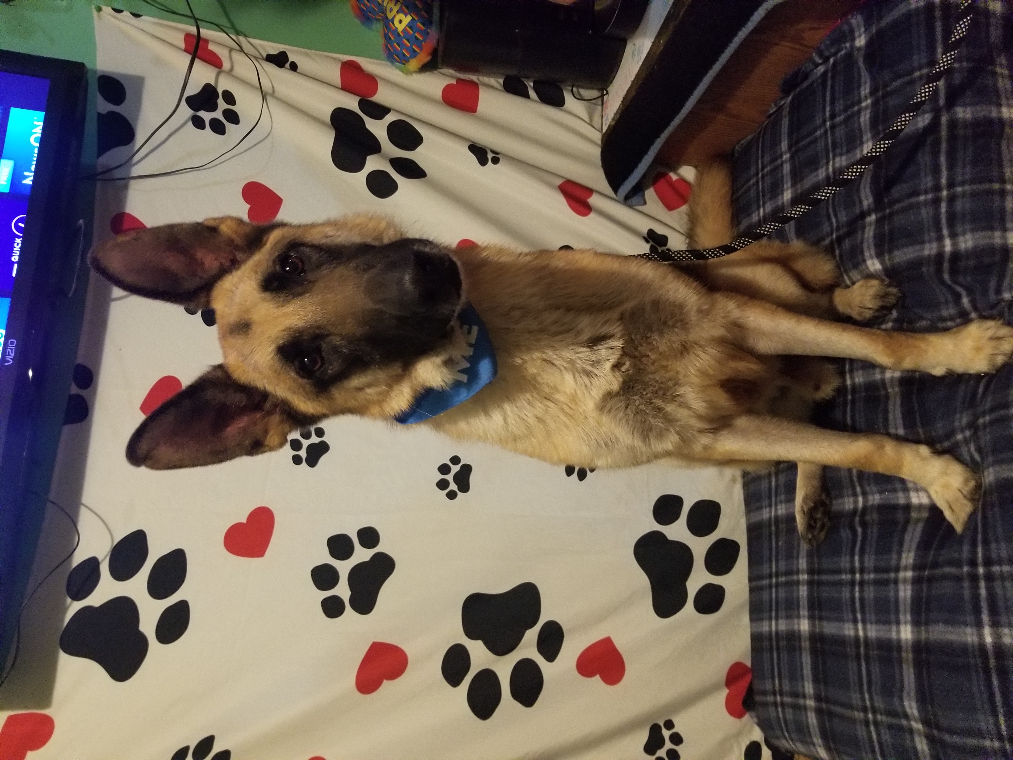 Bruce, a Adoptable German Shepherd Dog in Kokomo, IN image 6/6